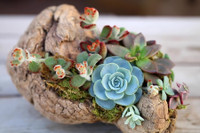 [ẢNH] Những loại cây cảnh nên trồng trong nhà khi thời tiết chuyển lạnh