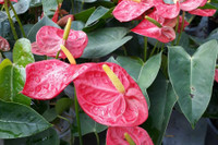 [ẢNH] Cảnh giác trước những loại cây cảnh đẹp nhưng lại ‘cực độc’