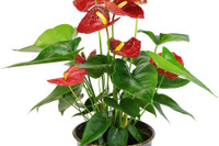 [ẢNH] Cảnh giác trước những loại cây cảnh đẹp nhưng lại ‘cực độc’