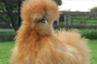 [ẢNH] Những loài động vật sở hữu bộ lông kỳ lạ nhất thế giới