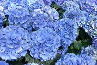 [ẢNH] Cảnh giác trước những loại cây cảnh đẹp nhưng lại ‘cực độc’