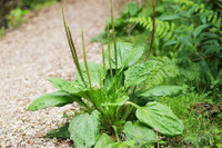 [ẢNH] Những loại cây mọc dại nhưng được ví như ‘thần dược’ cực tốt cho sức khỏe