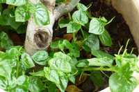 [ẢNH] Những loại cây mọc dại nhưng được ví như ‘thần dược’ cực tốt cho sức khỏe