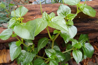 [ẢNH] Những loại cây mọc dại nhưng được ví như ‘thần dược’ cực tốt cho sức khỏe