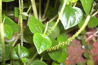 [ẢNH] Những loại cây mọc dại nhưng được ví như ‘thần dược’ cực tốt cho sức khỏe