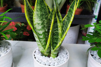 [ẢNH] Những loại cây cảnh nên trồng trong nhà khi thời tiết chuyển lạnh