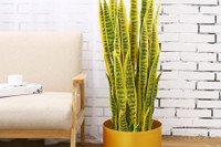 [ẢNH] Những loại cây cảnh nên trồng trong nhà khi thời tiết chuyển lạnh