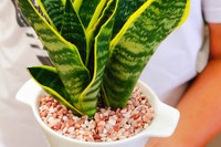 [ẢNH] Những loại cây cảnh nên trồng trong nhà khi thời tiết chuyển lạnh