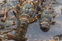 [ẢNH] Điểm danh 3 loại thực phẩm đắt đỏ nhưng từng là đồ ăn của người nghèo 