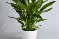 [ẢNH] Cảnh giác trước những loại cây cảnh đẹp nhưng lại ‘cực độc’