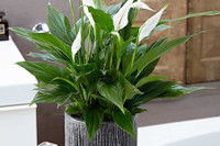 [ẢNH] Cảnh giác trước những loại cây cảnh đẹp nhưng lại ‘cực độc’