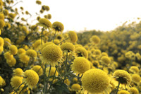 [ẢNH] Cảnh giác trước những loại cây cảnh đẹp nhưng lại ‘cực độc’