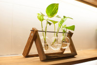 [ẢNH] Những loại cây cảnh nên trồng trong nhà khi thời tiết chuyển lạnh