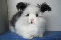 [ẢNH] Những loài động vật sở hữu bộ lông kỳ lạ nhất thế giới