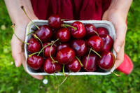 [Ảnh] Điểm mặt những loại trái cây giá tiền triệu nhưng vẫn ‘đắt hàng như tôm tươi’