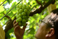 [Ảnh] Điểm mặt những loại trái cây giá tiền triệu nhưng vẫn ‘đắt hàng như tôm tươi’