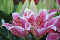 [ẢNH] Cảnh giác trước những loại cây cảnh đẹp nhưng lại ‘cực độc’