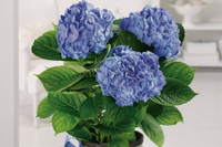 [ẢNH] Cảnh giác trước những loại cây cảnh đẹp nhưng lại ‘cực độc’