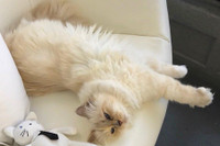 [ẢNH] Cuộc sống thượng lưu của “cô mèo” giàu nhất thế giới