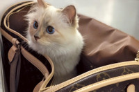 [ẢNH] Cuộc sống thượng lưu của “cô mèo” giàu nhất thế giới