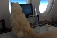 [ẢNH] Cuộc sống thượng lưu của “cô mèo” giàu nhất thế giới