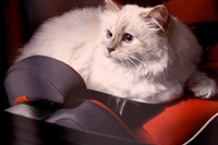 [ẢNH] Cuộc sống thượng lưu của “cô mèo” giàu nhất thế giới