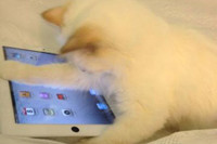 [ẢNH] Cuộc sống thượng lưu của “cô mèo” giàu nhất thế giới