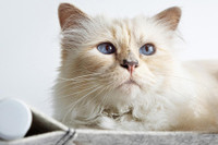 [ẢNH] Cuộc sống thượng lưu của “cô mèo” giàu nhất thế giới