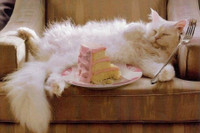 [ẢNH] Cuộc sống thượng lưu của “cô mèo” giàu nhất thế giới