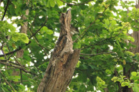 [ẢNH] Điểm danh những sinh vật có vẻ ngoài hài hước nhất hành tinh