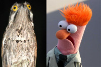 [ẢNH] Điểm danh những sinh vật có vẻ ngoài hài hước nhất hành tinh