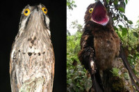 [ẢNH] Điểm danh những sinh vật có vẻ ngoài hài hước nhất hành tinh