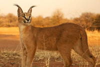 [ẢNH] Điểm danh những sinh vật có vẻ ngoài hài hước nhất hành tinh