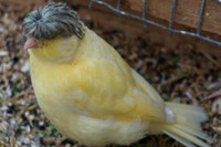 [ẢNH] Điểm danh những sinh vật có vẻ ngoài hài hước nhất hành tinh