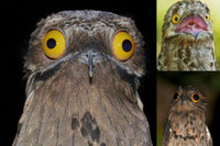 [ẢNH] Điểm danh những sinh vật có vẻ ngoài hài hước nhất hành tinh