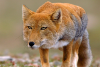 [ẢNH] Điểm danh những sinh vật có vẻ ngoài hài hước nhất hành tinh