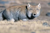 [ẢNH] Điểm danh những sinh vật có vẻ ngoài hài hước nhất hành tinh