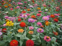 [ẢNH] ‘Lạc’ trong thiên đường hoa nở quanh năm tại Nhật Bản