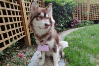 [ẢNH] Cuộc sống xa hoa của những thú cưng giàu nhất hành tinh