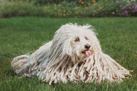 [ẢNH] Cuộc sống xa hoa của những thú cưng giàu nhất hành tinh