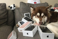 [ẢNH] Cuộc sống xa hoa của những thú cưng giàu nhất hành tinh