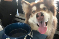 [ẢNH] Cuộc sống xa hoa của những thú cưng giàu nhất hành tinh