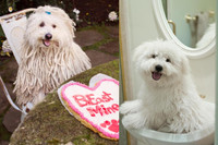 [ẢNH] Cuộc sống xa hoa của những thú cưng giàu nhất hành tinh