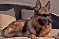 [ẢNH] Cuộc sống xa hoa của những thú cưng giàu nhất hành tinh