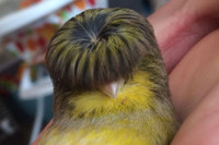 [ẢNH] Điểm danh những sinh vật có vẻ ngoài hài hước nhất hành tinh