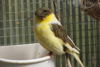 [ẢNH] Điểm danh những sinh vật có vẻ ngoài hài hước nhất hành tinh