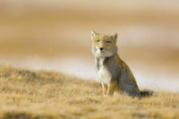 [ẢNH] Điểm danh những sinh vật có vẻ ngoài hài hước nhất hành tinh