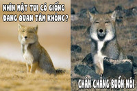 [ẢNH] Điểm danh những sinh vật có vẻ ngoài hài hước nhất hành tinh