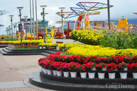 [ẢNH] Linh vật trâu hiện diện trong đời sống văn hoá Tết Tân Sửu các địa phương