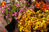 [ẢNH] Ngắm hoa ‘đẹp - độc - lạ’ ở chợ hoa Quảng An ngày giáp Tết 